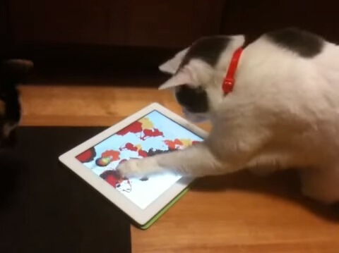ʺٵĸ èҲappϼ 
