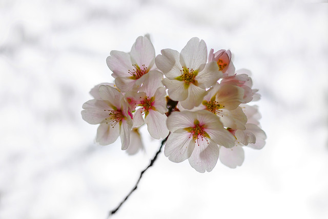 ֻ黳 ڿ™RX1RIIӰ 