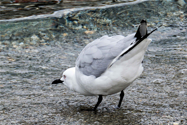һô⣬м 