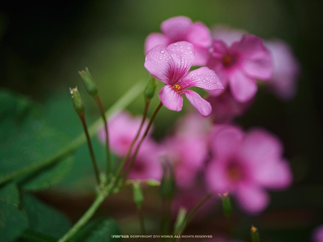 ܷM4/3΢ྵͷ50mm F2.8 2X 