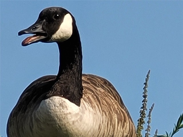 外媒放出三星Galaxy Note 20 Ultra样张 50倍变焦惊艳