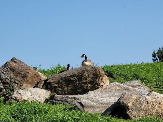 外媒放出三星Galaxy Note 20 Ultra样张 50倍变焦惊艳