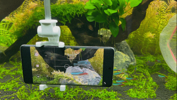 和荣耀Magic3 Pro一起挑战水下拍摄 与鱼儿零距离接触（待审） 