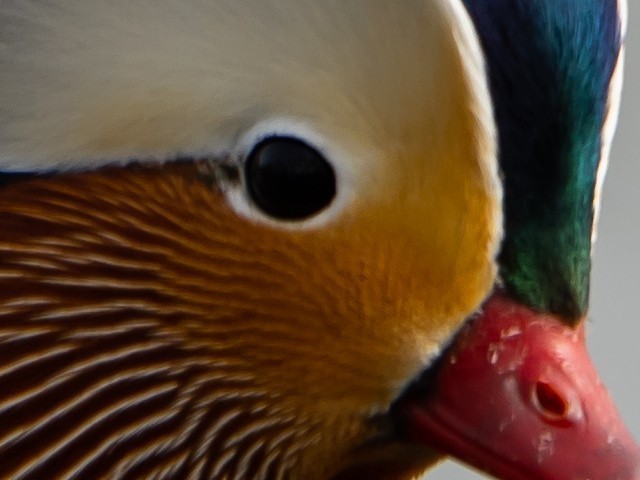 ͬΪ ͬƷ֮кβͬ 