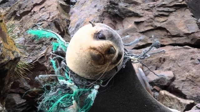 被海洋垃圾困住的海狮