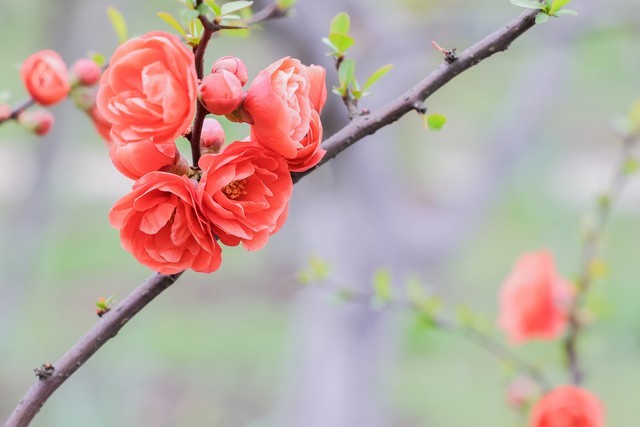 春日摄影攻略：如何让你拍摄的花儿脱颖而出？ 