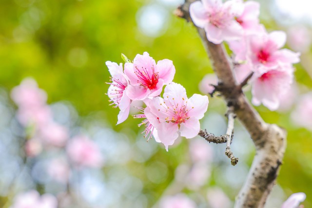 春日摄影攻略：如何让你拍摄的花儿脱颖而出？ 