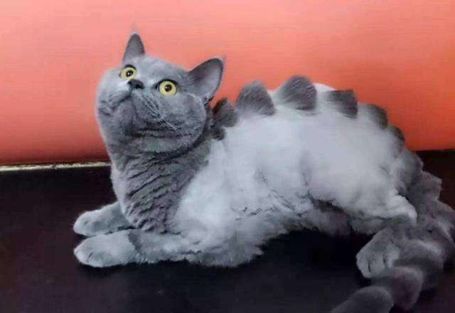 宠物毛发让你疯?养宠家庭应必备哪些神器?