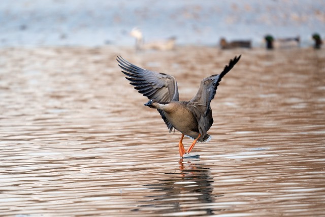 ⡿῵Z400mm f/2.8飺ʼѵĶͷ 