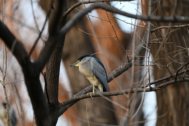 ⡿῵Z400mm f/2.8飺ʼѵĶͷ 