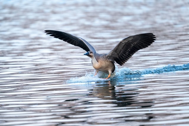 ⡿῵Z400mm f/2.8飺ʼѵĶͷ 