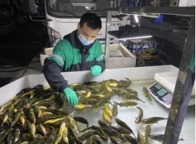 远离大海的新疆小城“游”出三文鱼 或撬动全国生食市场30%份额