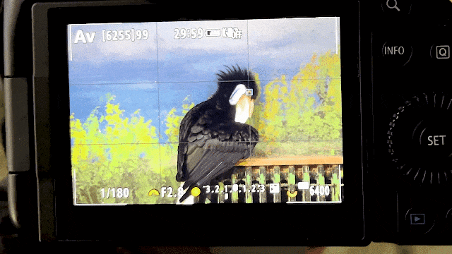  ʮһôѡŶ 