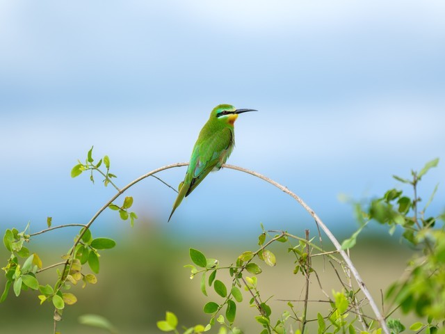  High image quality+excellent focusing+lightweight Fuji GF500mmF5.6 R LM OIS WR medium frame lens line shooting wild Africa