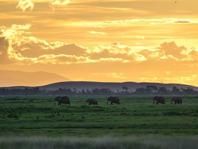  High image quality+excellent focusing+lightweight Fuji GF500mmF5.6 R LM OIS WR medium frame lens line shooting wild Africa