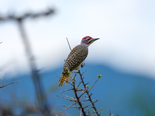  High image quality+excellent focusing+lightweight Fuji GF500mmF5.6 R LM OIS WR medium frame lens line shooting wild Africa