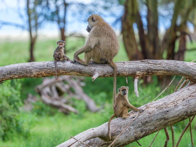  High image quality+excellent focusing+lightweight Fuji GF500mmF5.6 R LM OIS WR medium frame lens line shooting wild Africa