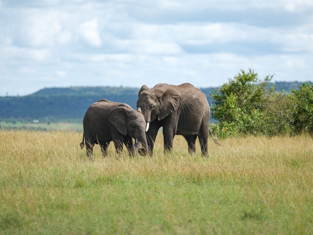  High image quality+excellent focusing+lightweight Fuji GF500mmF5.6 R LM OIS WR medium frame lens line shooting wild Africa