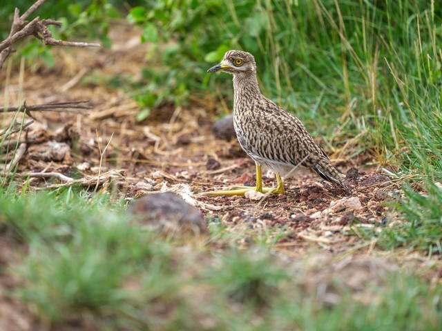  High image quality+excellent focusing+lightweight Fuji GF500mmF5.6 R LM OIS WR medium frame lens line shooting wild Africa