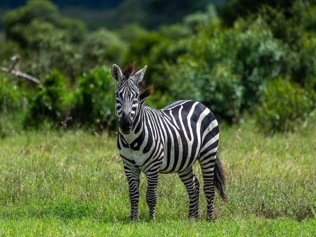  High image quality+excellent focusing+lightweight Fuji GF500mmF5.6 R LM OIS WR medium frame lens line shooting wild Africa