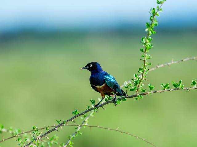  High image quality+excellent focusing+lightweight Fuji GF500mmF5.6 R LM OIS WR medium frame lens line shooting wild Africa