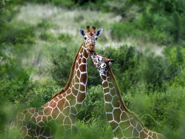  High image quality+excellent focusing+lightweight Fuji GF500mmF5.6 R LM OIS WR medium frame lens line shooting wild Africa