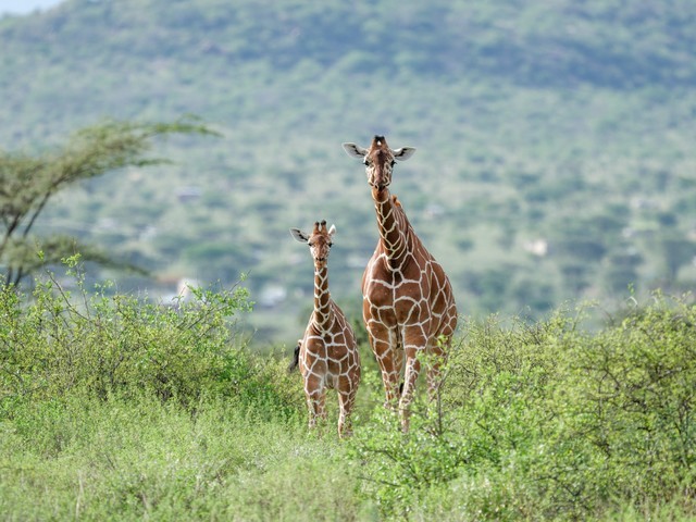  High image quality+excellent focusing+lightweight Fuji GF500mmF5.6 R LM OIS WR medium frame lens line shooting wild Africa