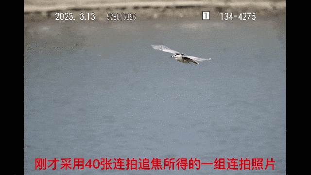 富士X-H2S+150-600mm挑战生态鸟类摄影