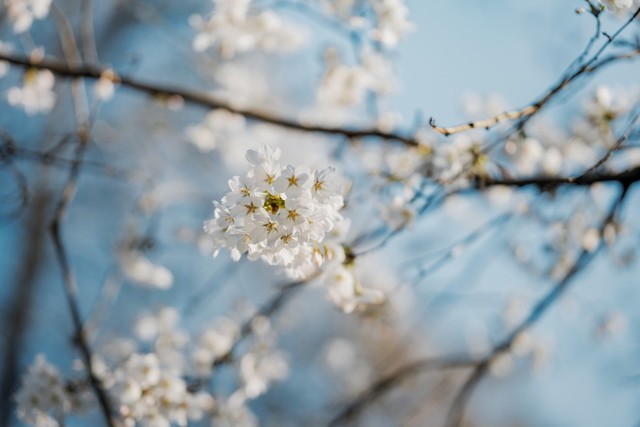  Cherry Blossom Statue in Spring Nikon Z f+Z 85mm f/1.8 S Live Shooting Experience