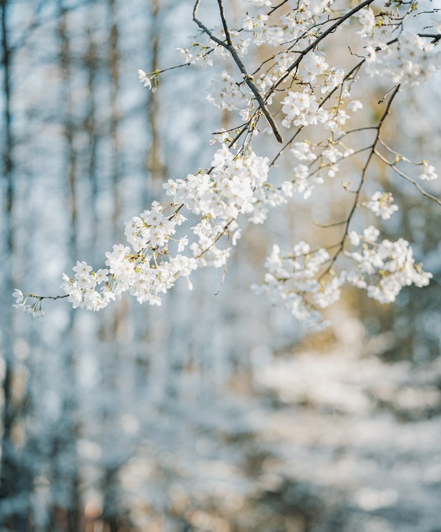  Cherry Blossom Statue in Spring Nikon Z f+Z 85mm f/1.8 S Live Shooting Experience