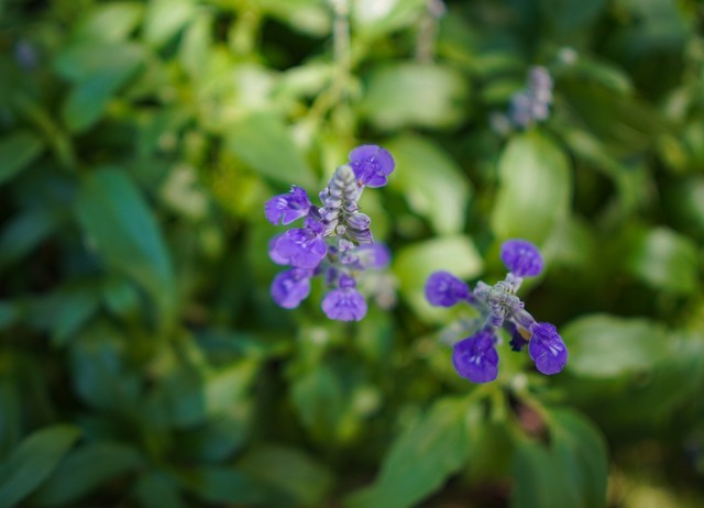 Ƕͷ E 15mm F1.4G 