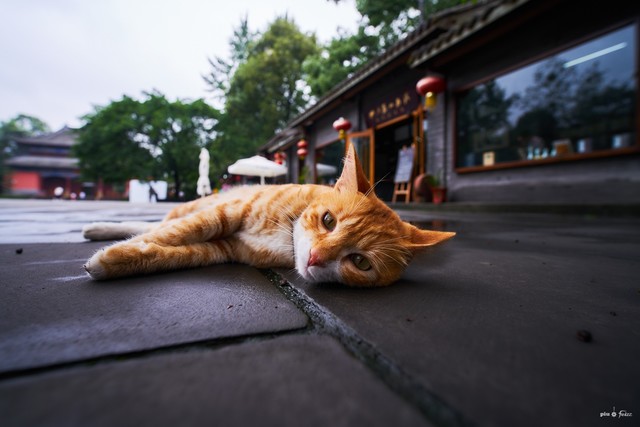 FFII 15mm F2 D-Dreamer⿨M