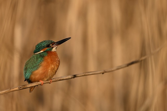 ɫĳ佹ͷ ˶ Z 180-600mm f/5.6-6.3 VRտ