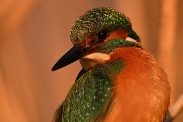 ɫĳ佹ͷ ˶ Z 180-600mm f/5.6-6.3 VRտ