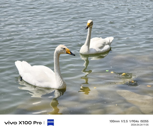 ȳ컨壿vivo X100 ProӰ