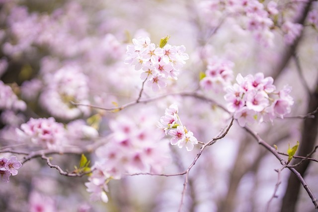 【每日摄影】春天拍花和微距摄影教程 