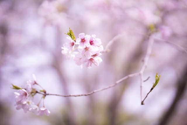 【每日摄影】春天拍花和微距摄影教程 