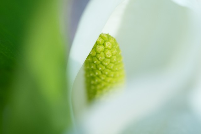 ᷢһСԪFE 70-200mm F4 Macro G OSS IIͷ