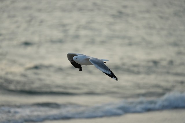 ᷢһСԪFE 70-200mm F4 Macro G OSS IIͷ