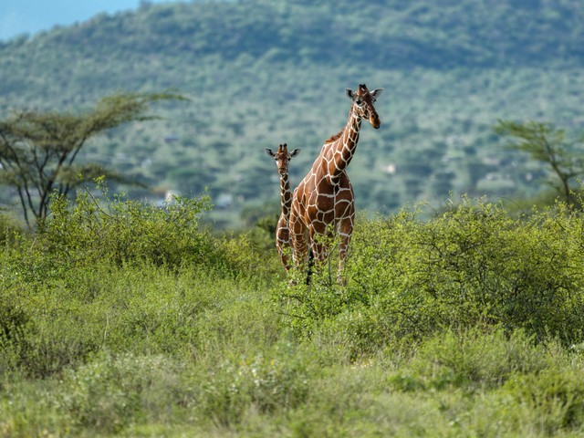  High image quality+excellent focusing+lightweight Fuji GF500mmF5.6 R LM OIS WR medium frame lens line shooting wild Africa