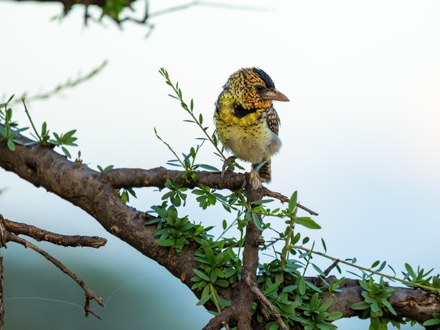  High image quality+excellent focusing+lightweight Fuji GF500mmF5.6 R LM OIS WR medium frame lens line shooting wild Africa