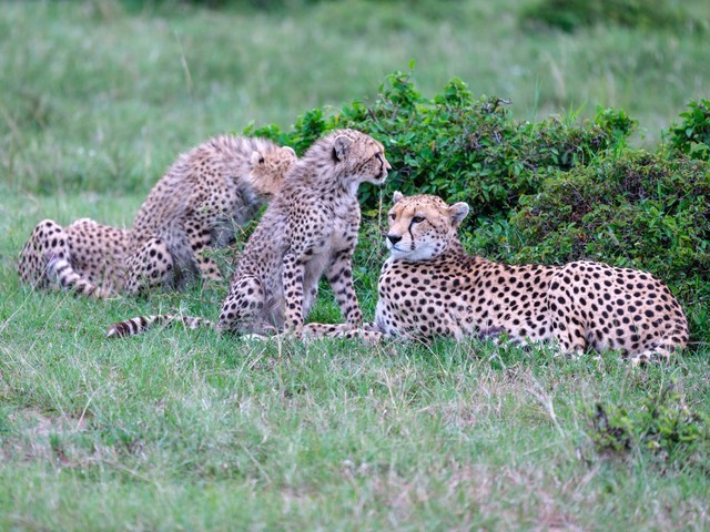  High image quality+excellent focusing+lightweight Fuji GF500mmF5.6 R LM OIS WR medium frame lens line shooting wild Africa