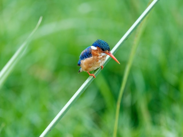  High image quality+excellent focusing+lightweight Fuji GF500mmF5.6 R LM OIS WR medium frame lens line shooting wild Africa