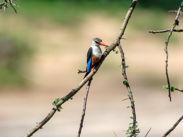  High image quality+excellent focusing+lightweight Fuji GF500mmF5.6 R LM OIS WR medium frame lens line shooting wild Africa