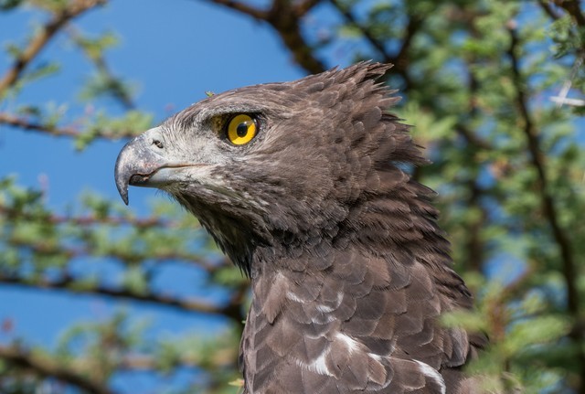  High image quality+excellent focusing+lightweight Fuji GF500mmF5.6 R LM OIS WR medium frame lens line shooting wild Africa