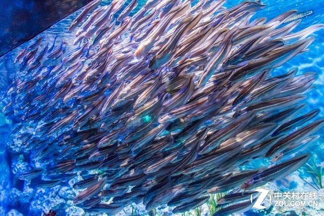 C ¼SEAݵĴ