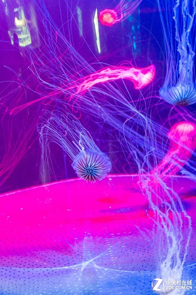 C ¼SEAݵĴ