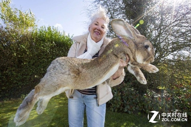 世界上最大的兔子。
