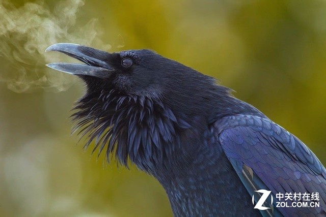 冒烟了的乌鸦，其实是乌鸦在冬天呼出的热气。