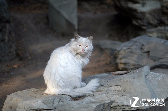 һѡ ʿ50mm f/2ͷʵƬ